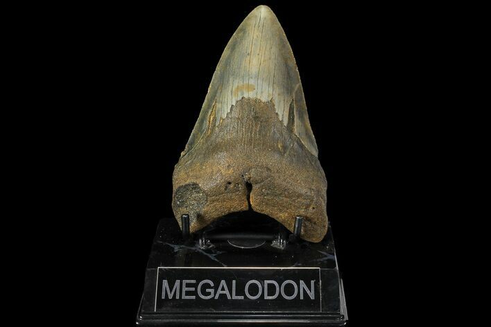 Fossil Megalodon Tooth - North Carolina #109797